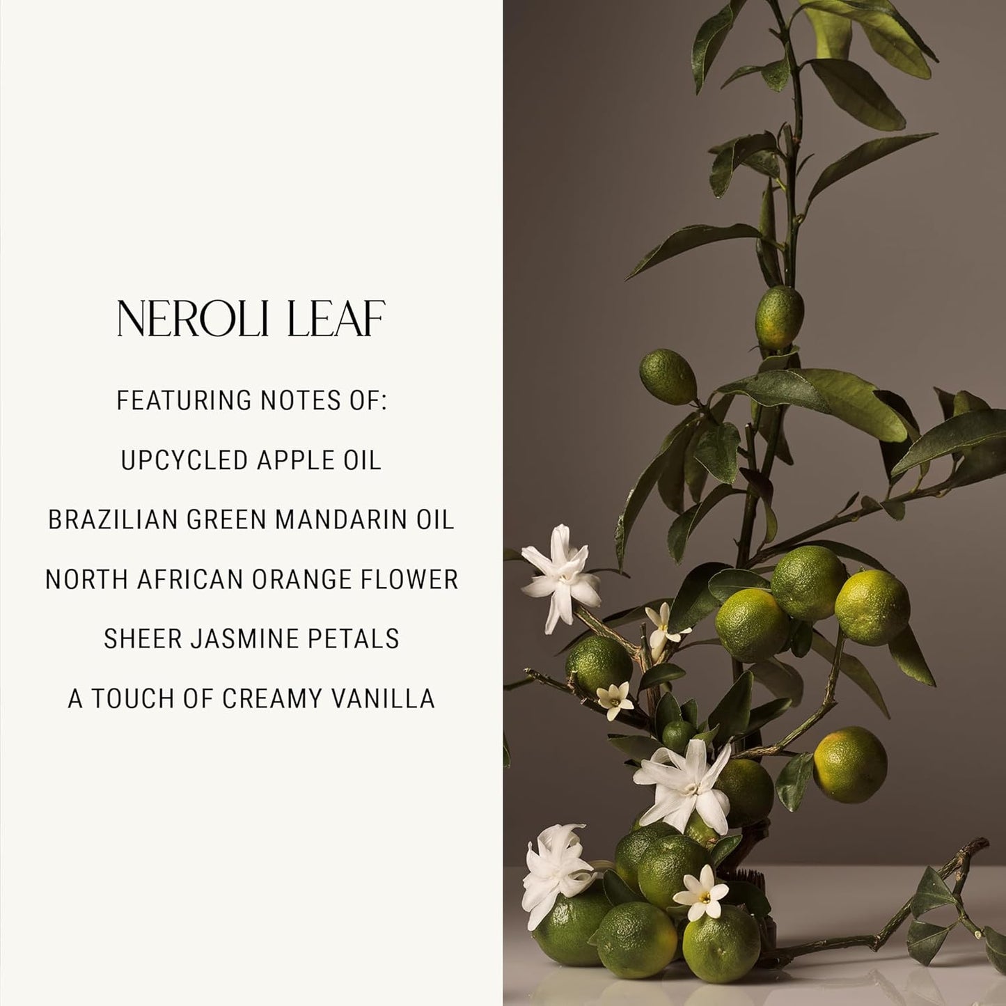 Homecourt Dish Soap, Dishwashing Liquid with Clean Ingredients, Non-Toxic & Skin-Safe, Safe for People & Pets, Neroli Leaf, 16 fl oz