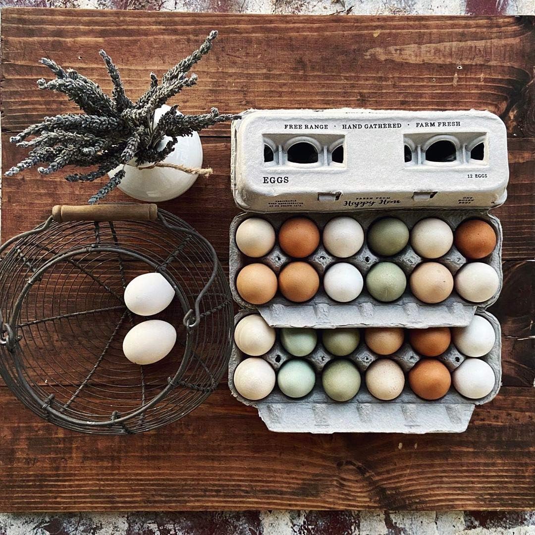 Egg Cartons- Adorable Printed Design for Farm Fresh Eggs, Recycled Paper Cardboard, Sturdy & Reusable, Holds up to XL Chicken Eggs (Blank Stamping, 25)