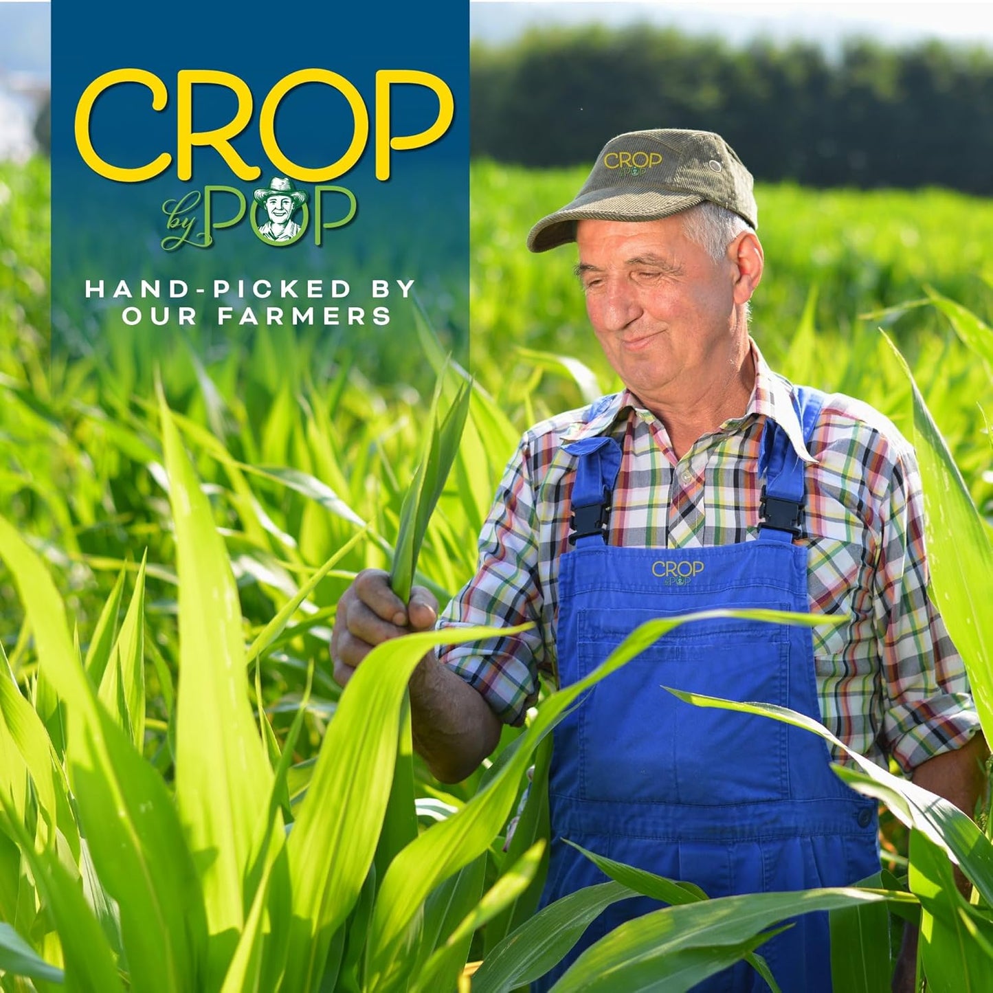 CROP BY POP - Organic Sun Dried Mango Slices, No Sugar Added, Unsulphured (16oz, 1 LB) Bulk Dry Fruits Packed Fresh in Resealable Bag - USDA Organic, Non GMO, Kosher